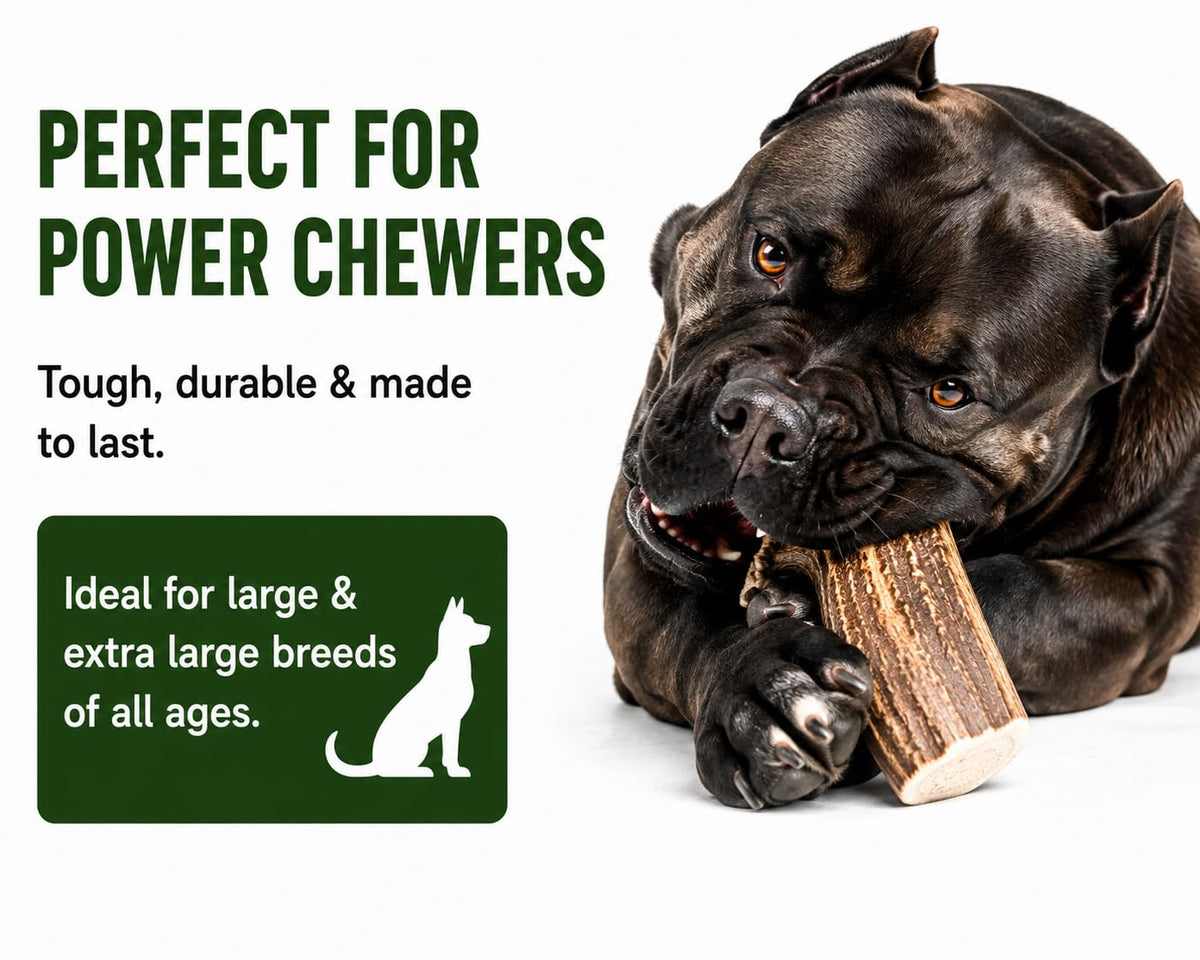 Deer Antler Dog Chews One Pound F64411