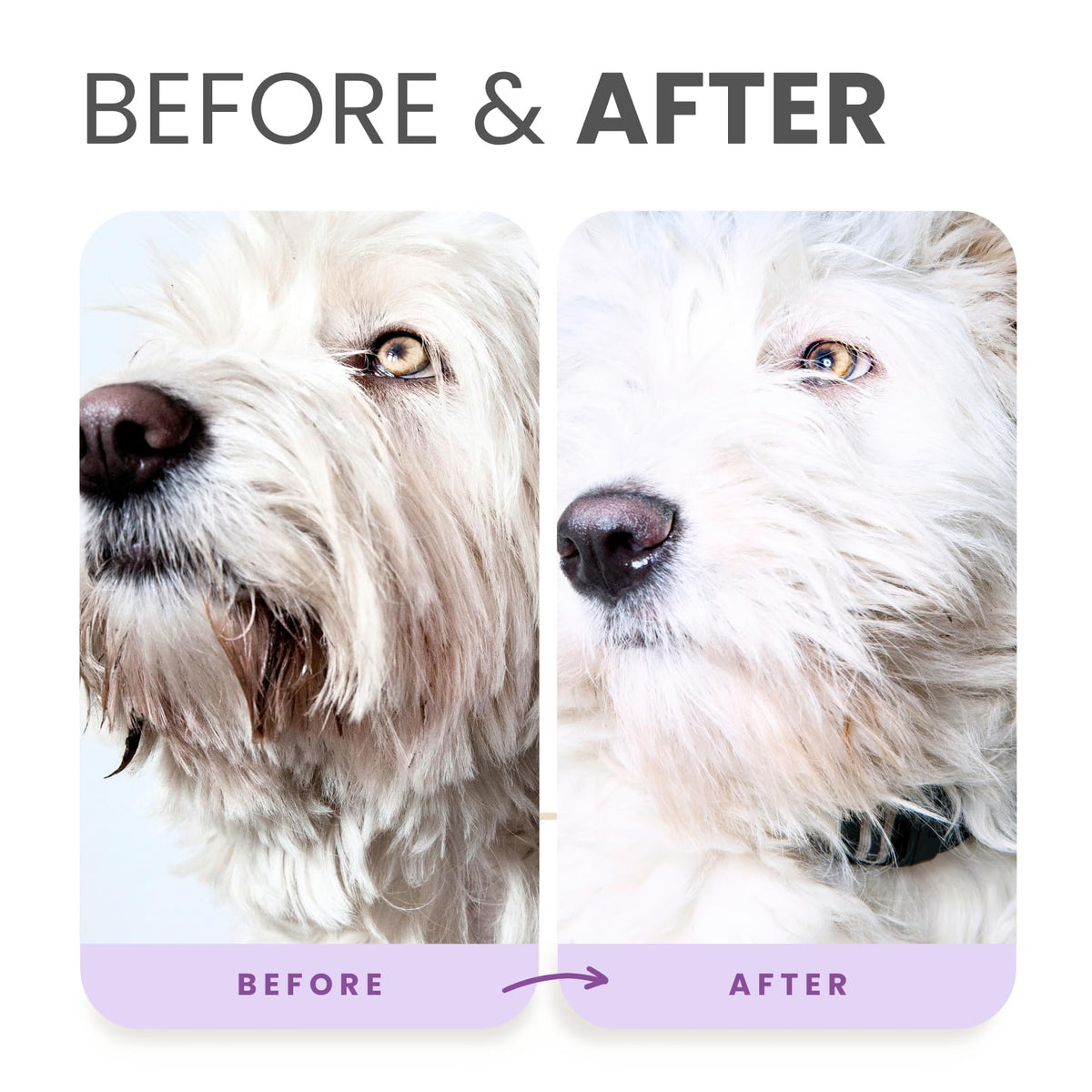 Brightening Dog Shampoo with Aloe & Provitamin B5 16oz V292971