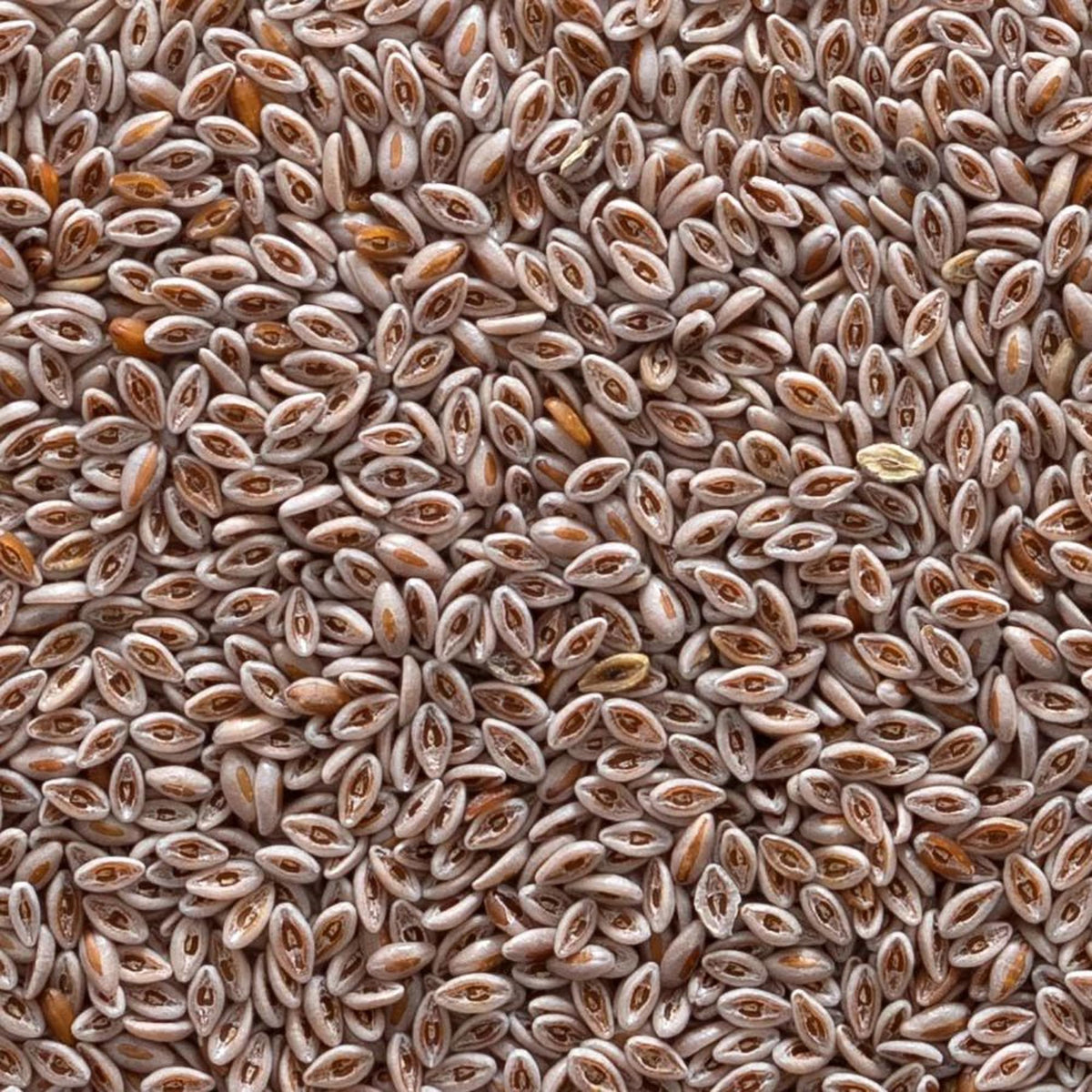 Organic Whole Psyllium Seed 1lb T93915